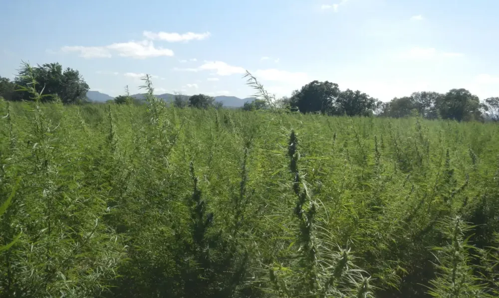 Toledo recebe Fórum Paranaense de Cannabis com debates sobre saúde, pesquisa e legislação