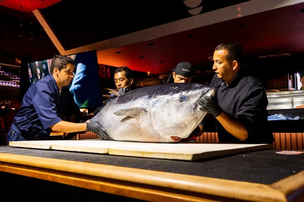 Atum Bluefin vindo do Mar Mediterrâneo chega a Foz do Iguaçu após operação internacional e será preparado em cerimônia japonesa no Sushi Hokkai. Foto: Divulgação 