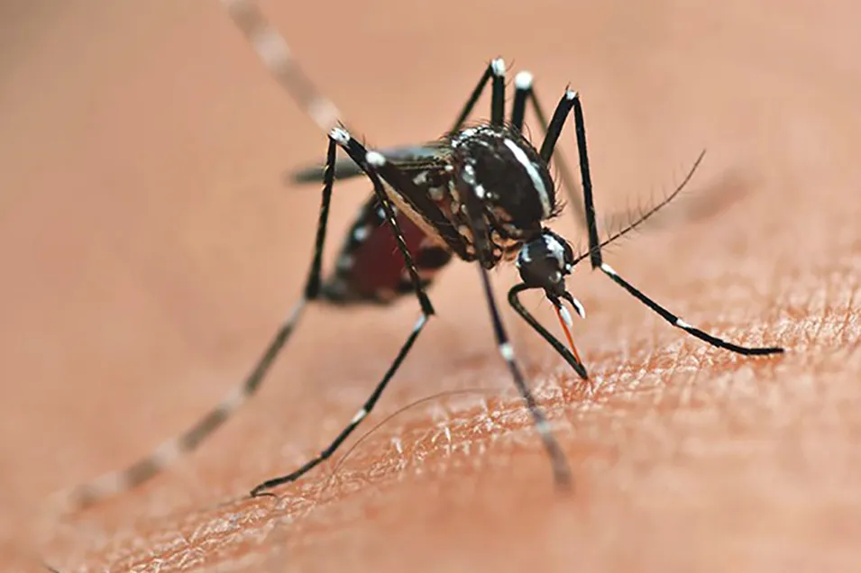 Mosquito Aedes aegypti, transmissor da dengue, tem proliferação favorecida por calor e água parada; autoridades mantêm alerta mesmo com queda de casos no Paraná. Foto: SESA