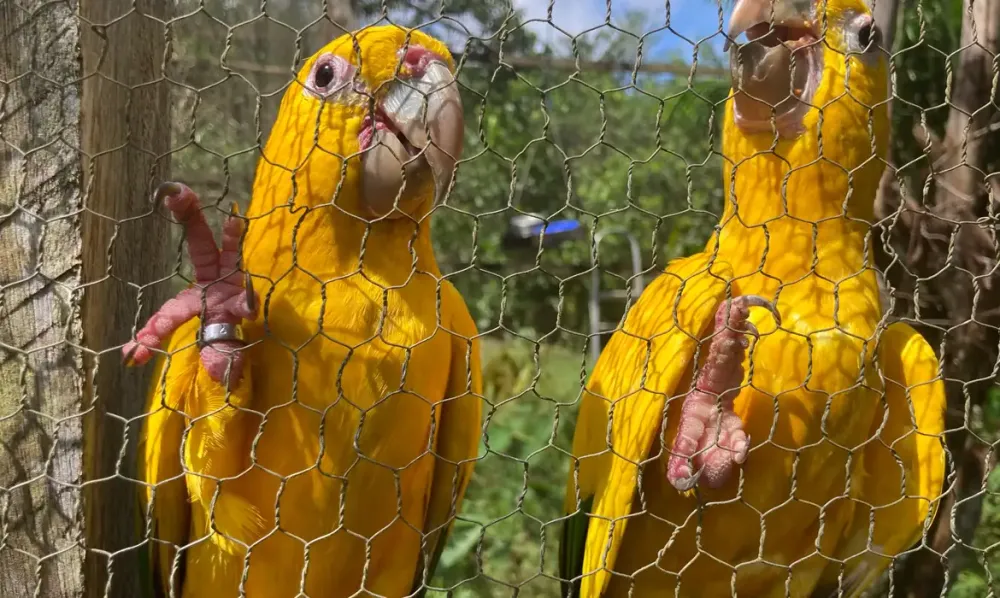 Câmara quer saber se Foz tem estrutura para enfrentar tráfico de animais silvestres